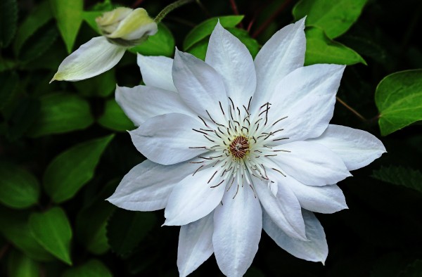 Classic White Clematis by Deb Oppermann